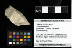 Foto (Objekt + Etiketten) von ? Goniodromites sp. 